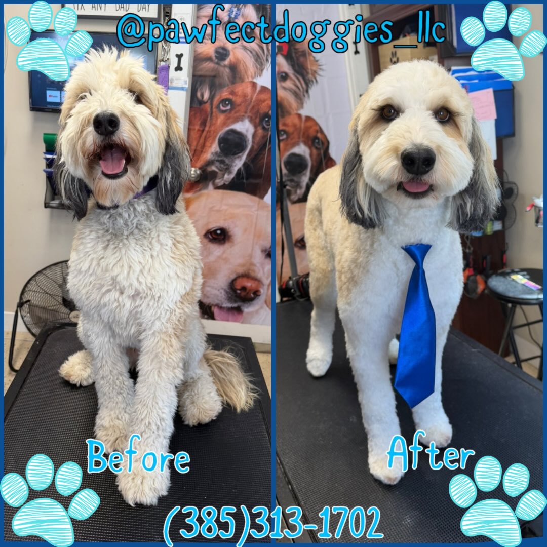 Grooming Pawfect Doggies