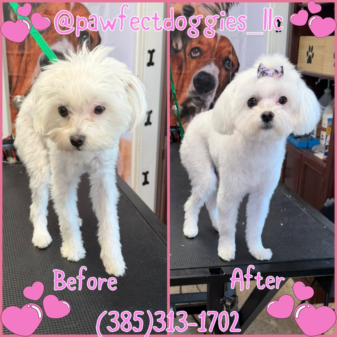 Grooming Pawfect Doggies
