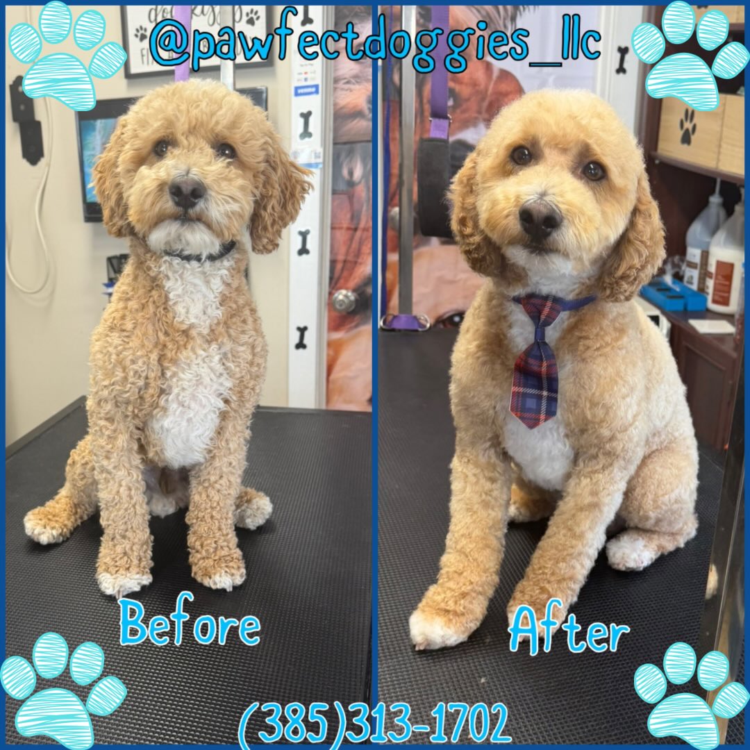 Grooming Pawfect Doggies