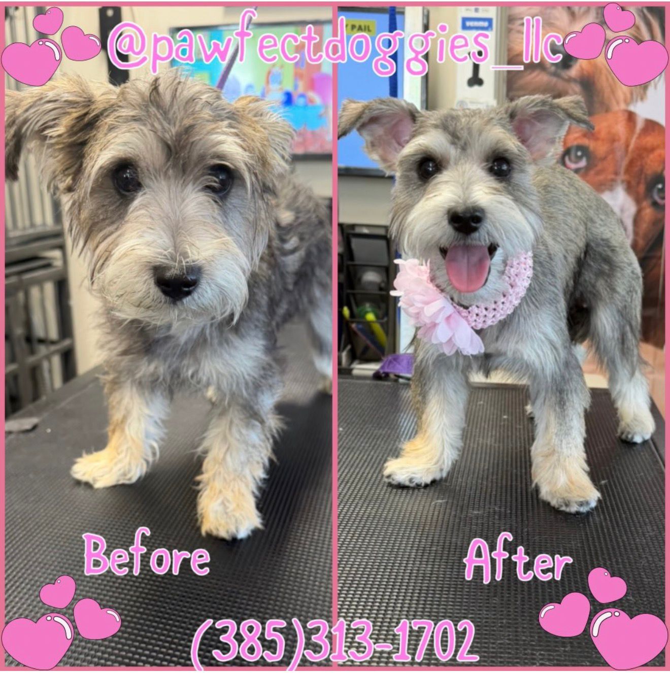 Grooming Pawfect Doggies