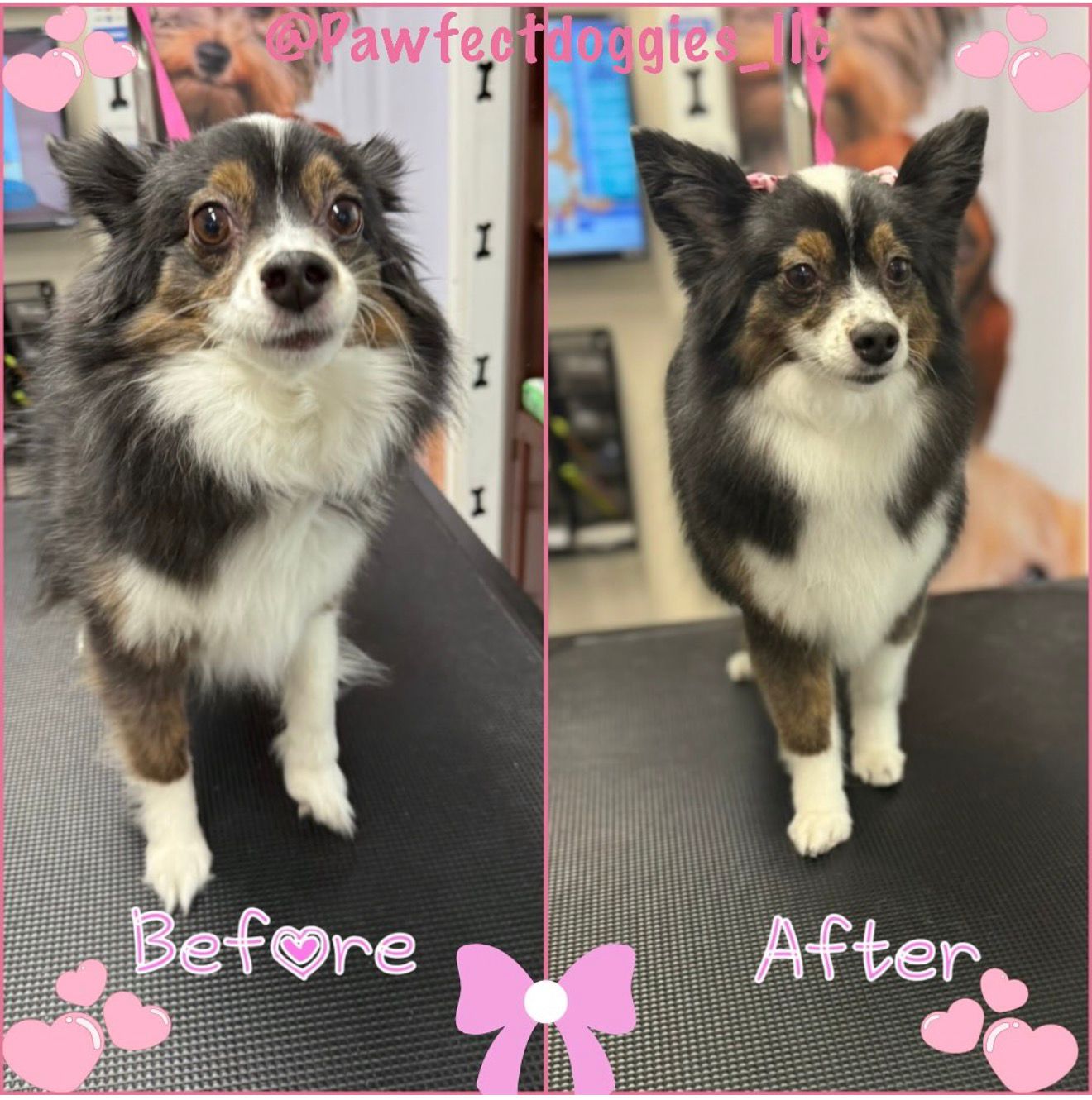 Grooming Pawfect Doggies