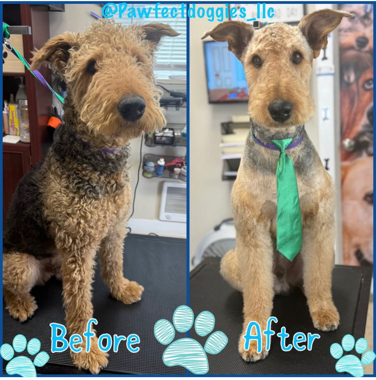 Grooming Pawfect Doggies