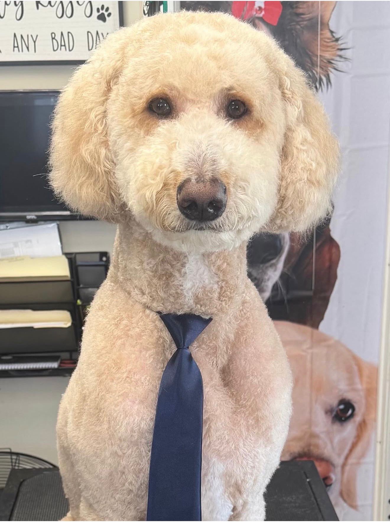 Grooming Pawfect Doggies