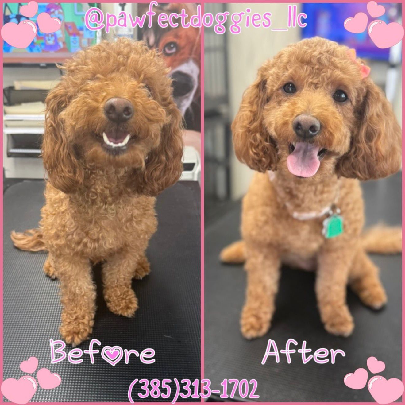 Grooming Pawfect Doggies