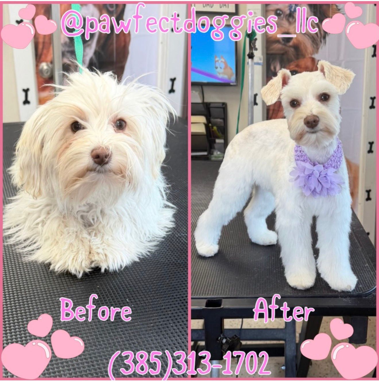 Grooming Pawfect Doggies