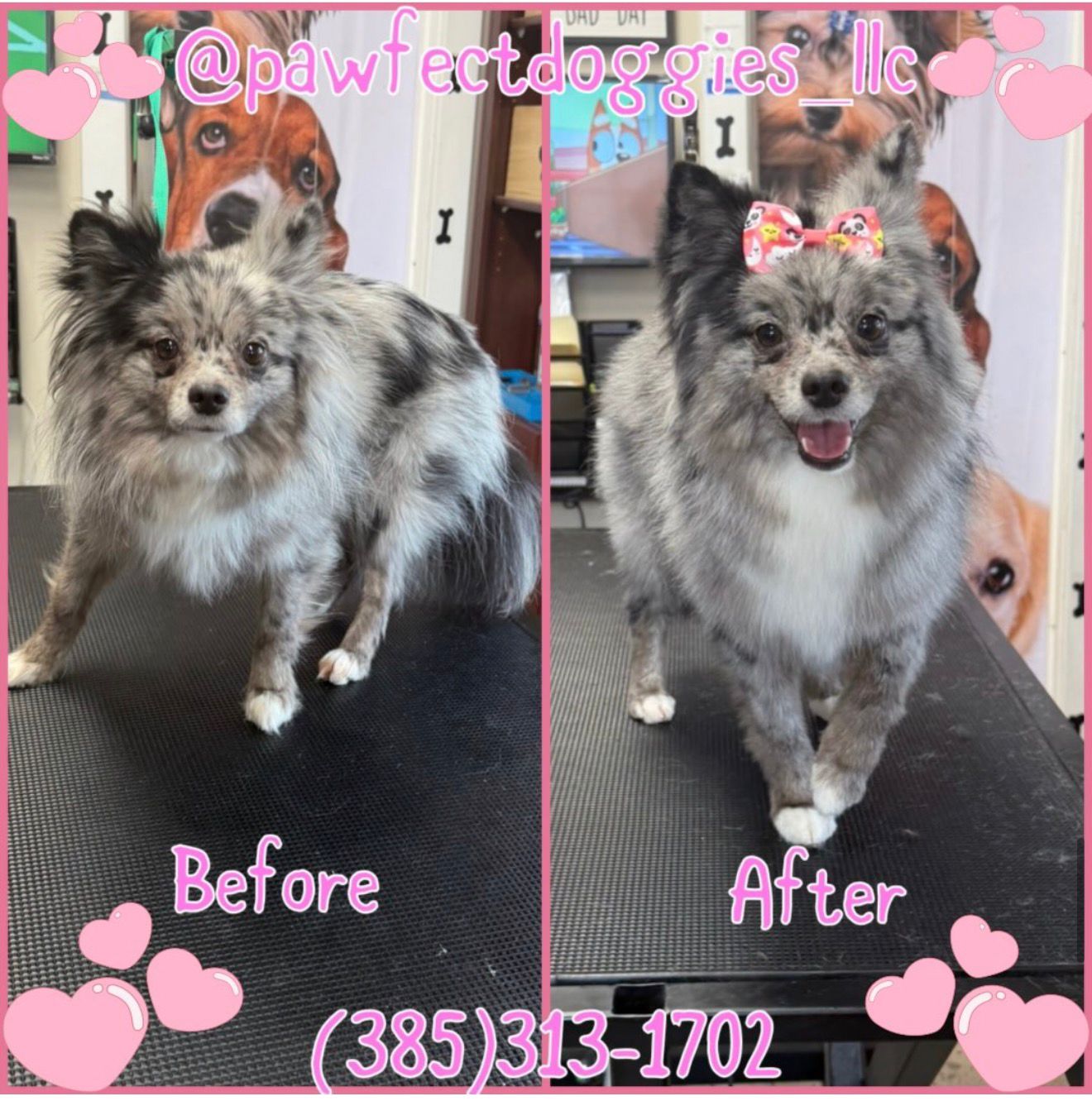 Grooming Pawfect Doggies