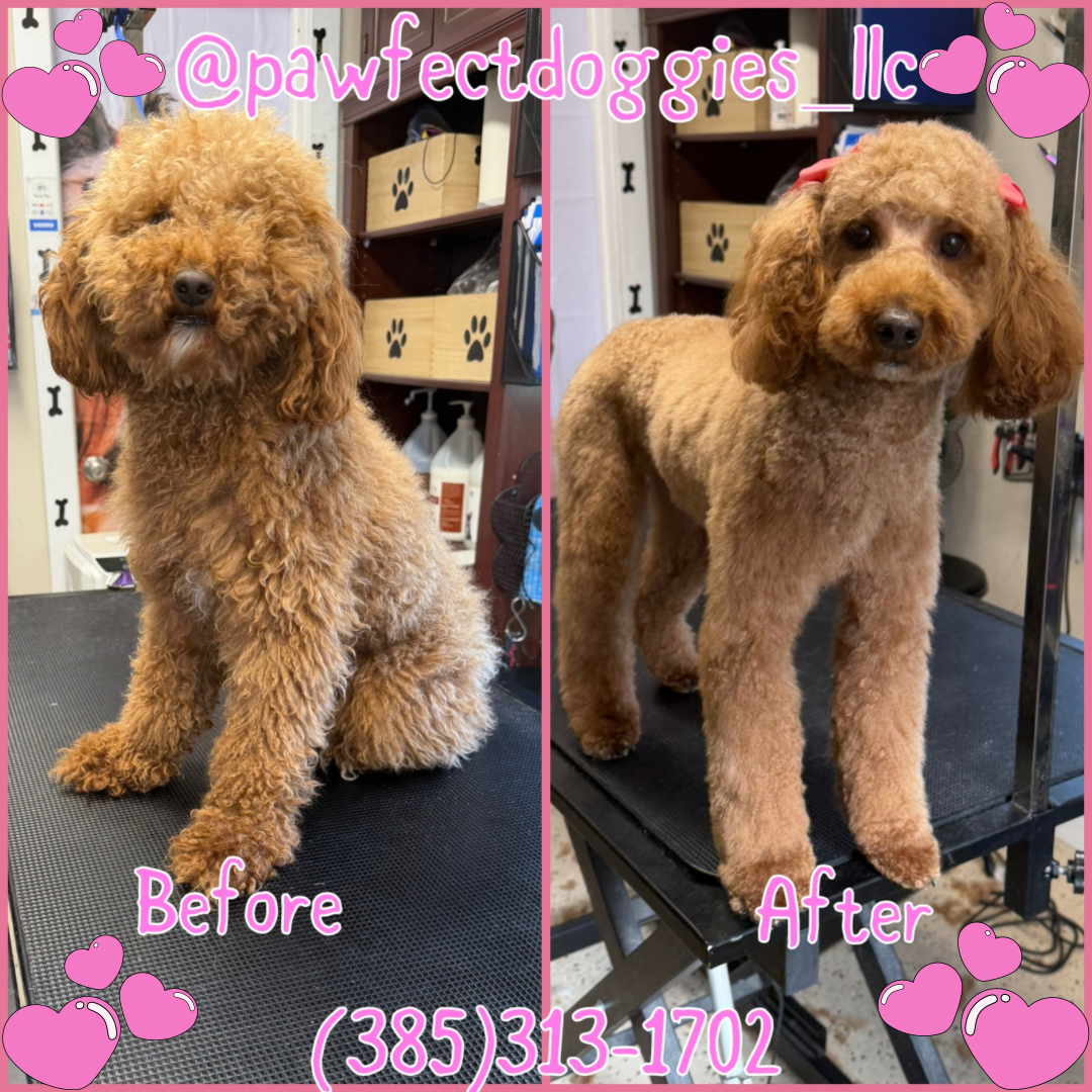 Princesa · Golden Doodle