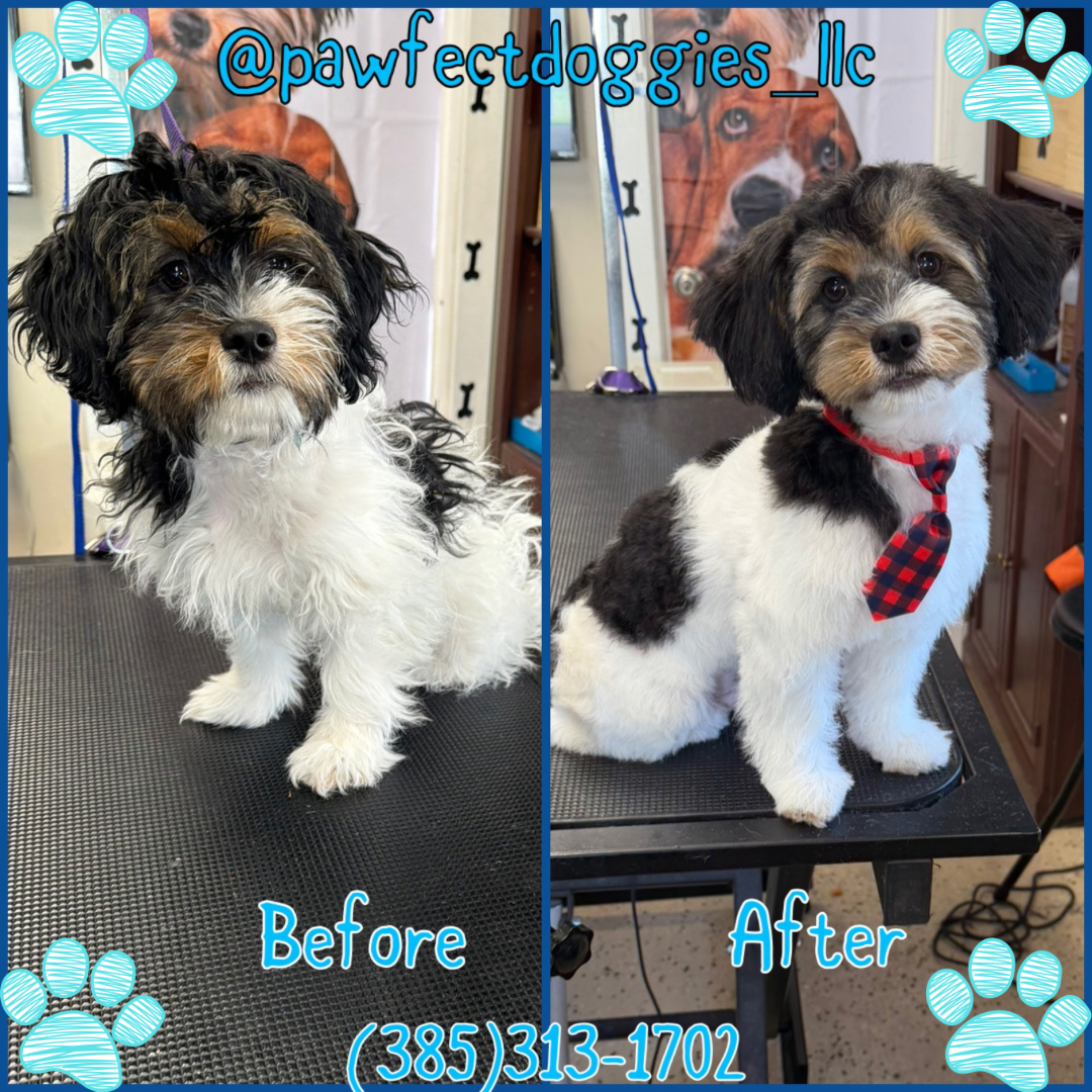 Rocky · Yorkie mix